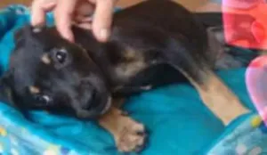 Cachorro raça SRD idade 2 a 6 meses nome Mia