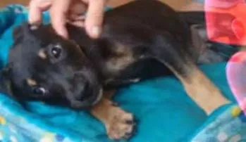 Cachorro ra a SRD idade 2 a 6 meses nome Mia