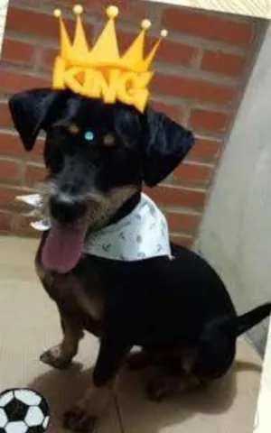 Cachorro raça SRD idade 1 ano nome Bigode