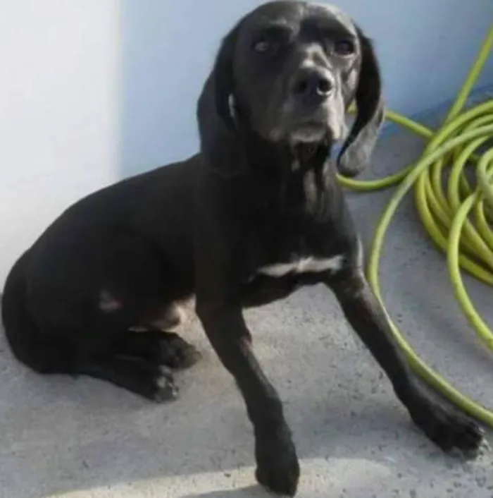 Cachorro ra a SRD idade 1 ano nome Feijão