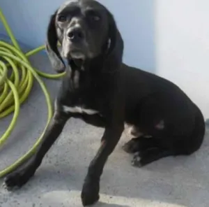 Cachorro raça SRD idade 1 ano nome Feijão