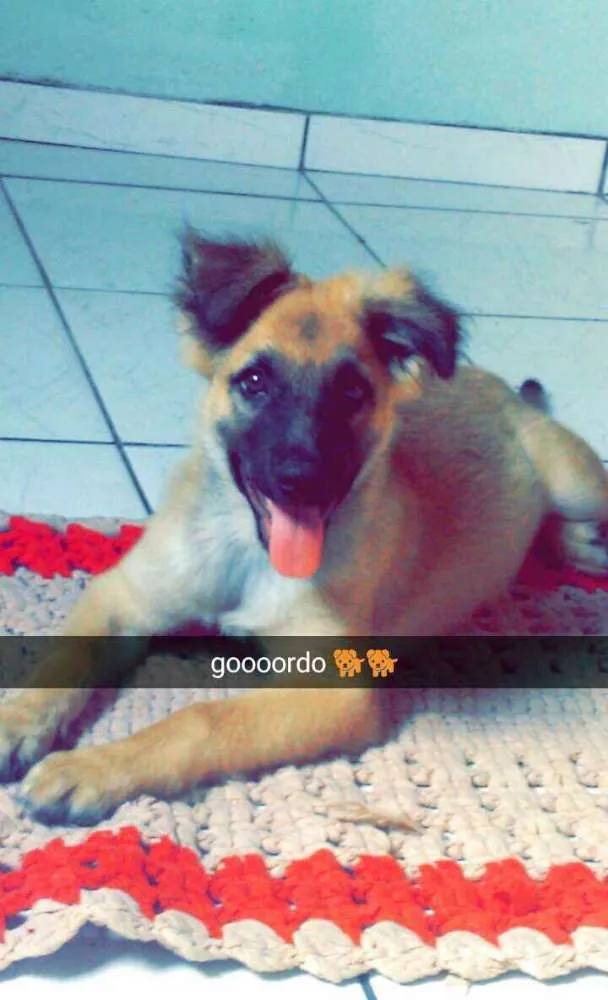 Cachorro ra a mistura de pastor alemão idade 2 a 6 meses nome bolinha