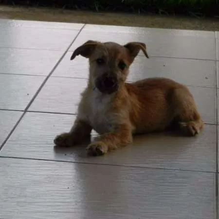 Cachorro ra a Brasileira idade 2 a 6 meses nome Gisele