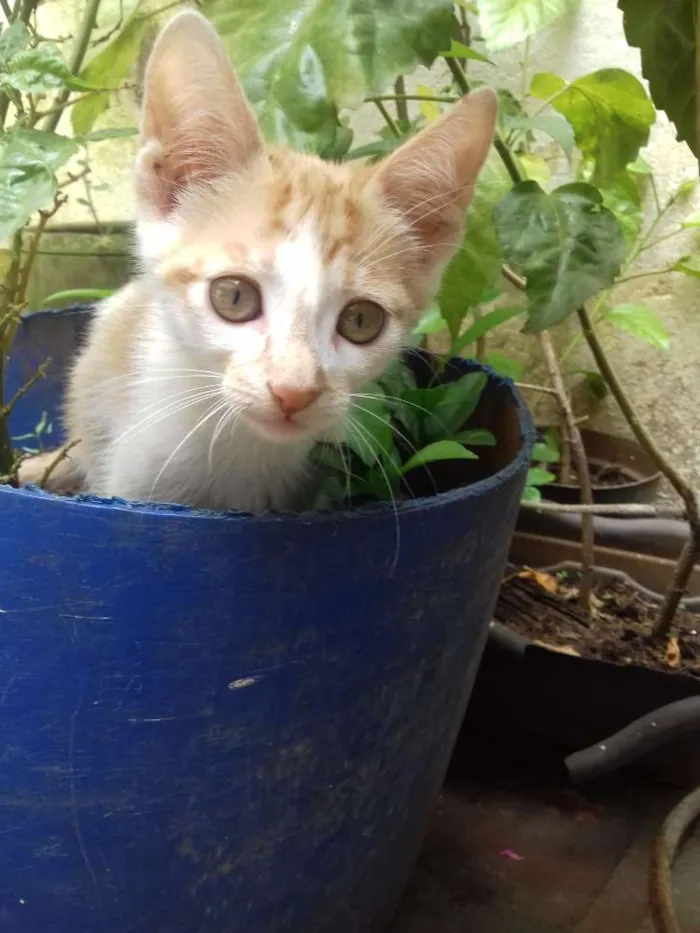 Gato raça vira lata  idade 2 a 6 meses nome Cookie