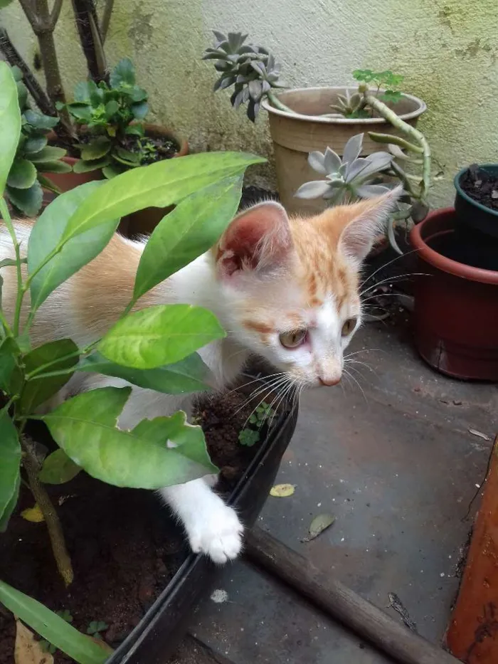 Gato raça vira lata  idade 2 a 6 meses nome Cookie