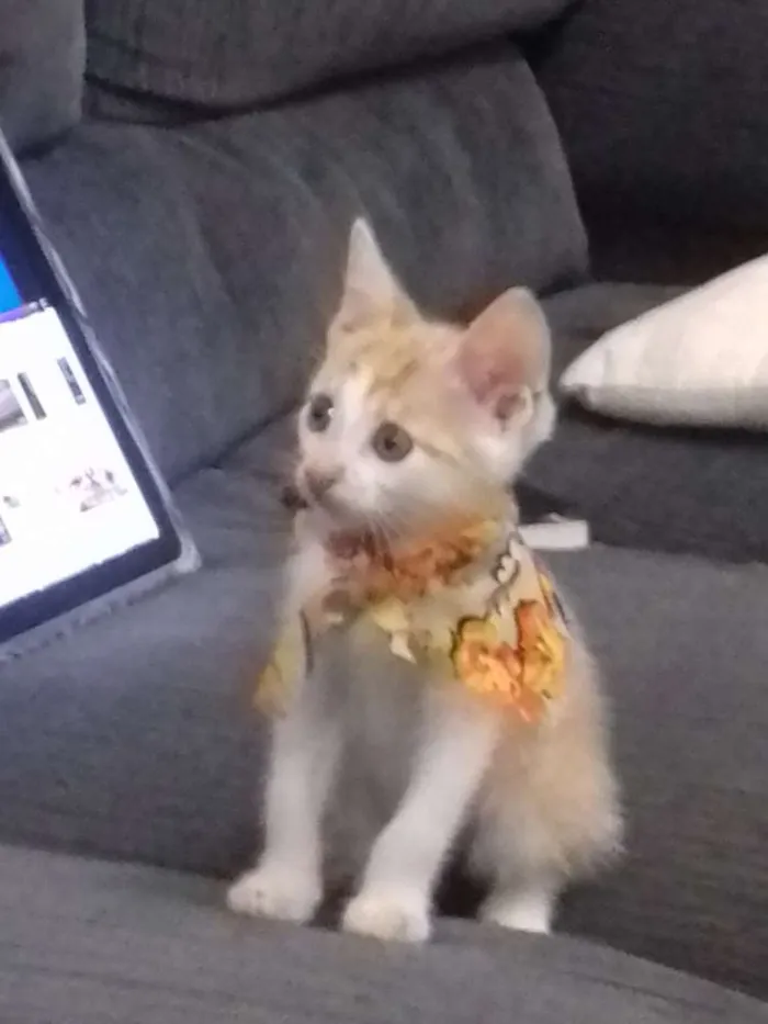Gato raça vira lata  idade 2 a 6 meses nome Cookie