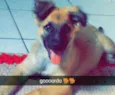 bolinha