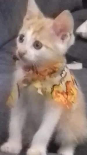 Gato raça vira lata  idade 2 a 6 meses nome Cookie