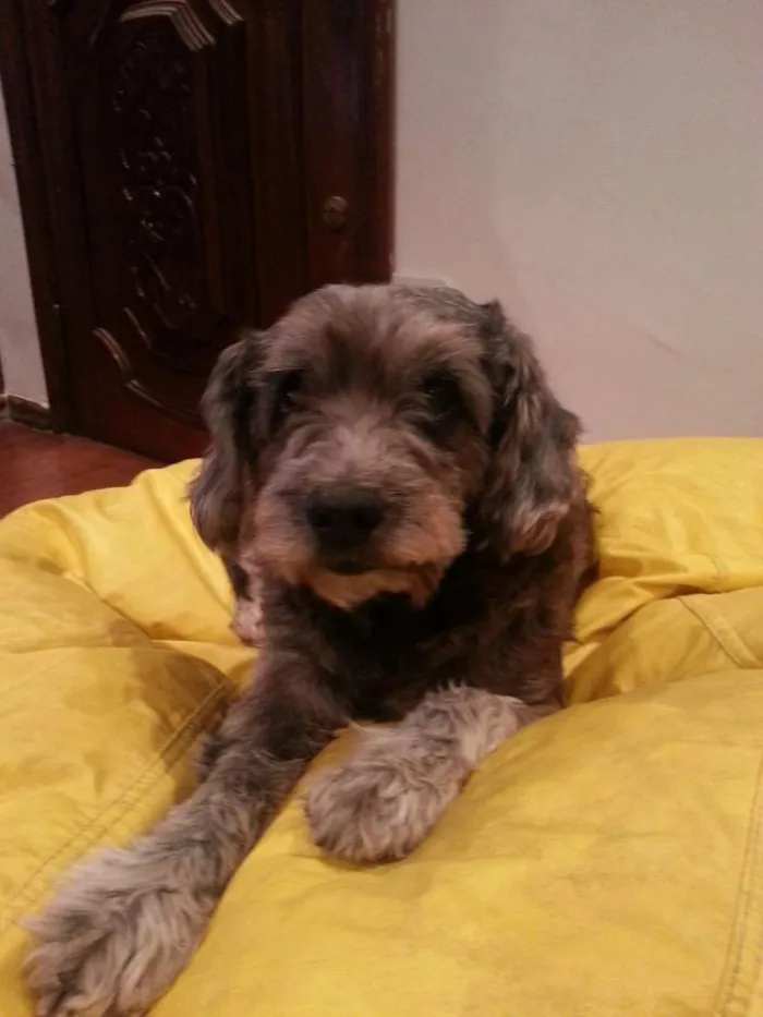 Cachorro ra a SRD idade 5 anos nome Thor