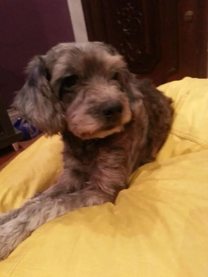 Cachorro ra a SRD idade 5 anos nome Thor