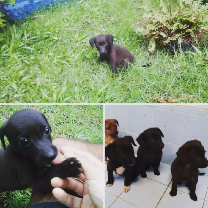 Cachorro raça SRD idade 2 a 6 meses nome Sem nome devido