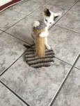 Pepa