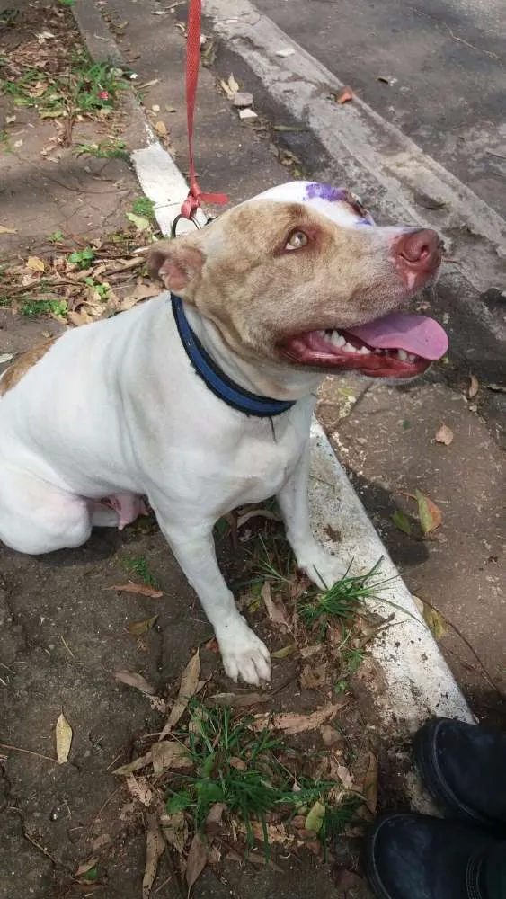 Cachorro ra a pit bull idade 2 anos nome pit