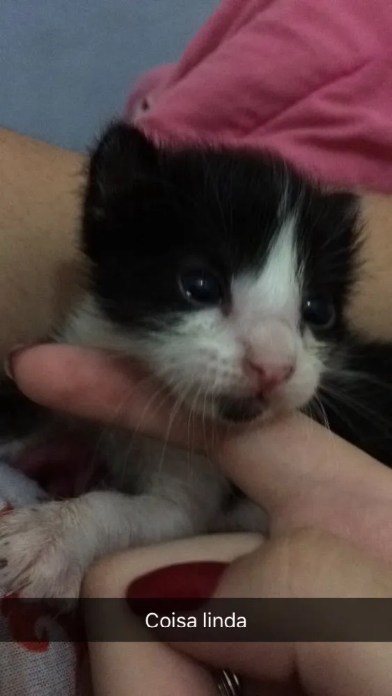 Gato ra a  idade Abaixo de 2 meses nome Sem nome