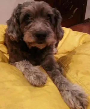Cachorro raça SRD idade 5 anos nome Thor