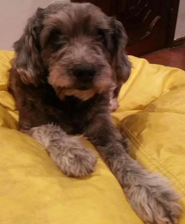 Cachorro ra a SRD idade 5 anos nome Thor