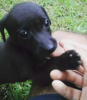 Cachorro raça SRD idade 2 a 6 meses nome Sem nome devido