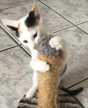 Gato raça SDR idade 2 a 6 meses nome Pepa