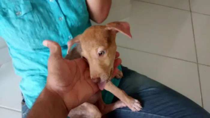 Cachorro raça vira lata idade Abaixo de 2 meses nome Nina