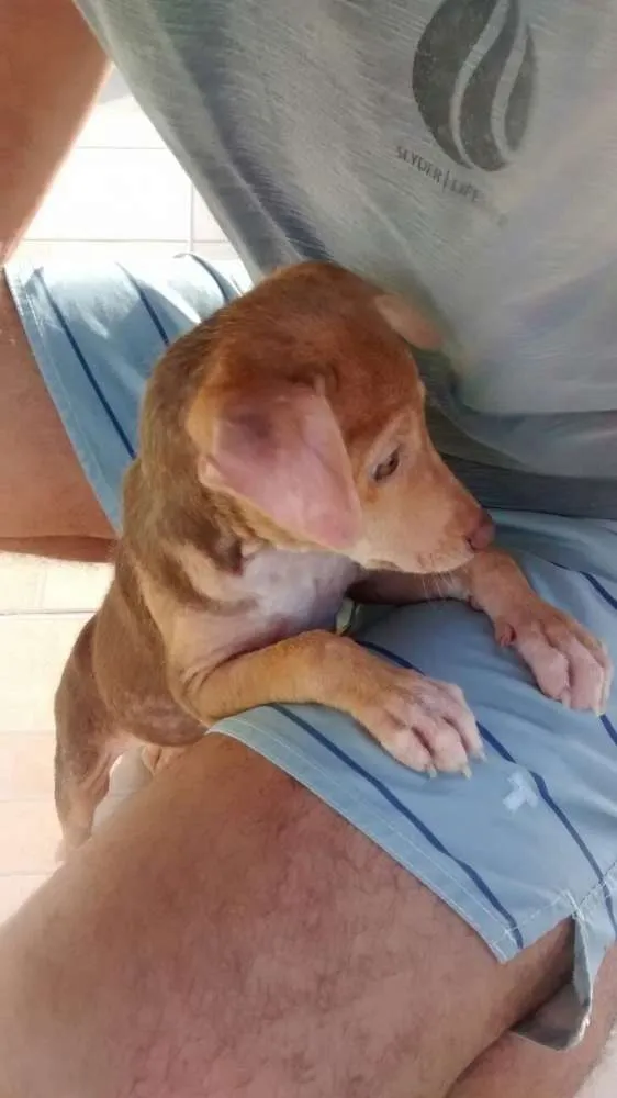 Cachorro raça vira lata idade Abaixo de 2 meses nome Nina