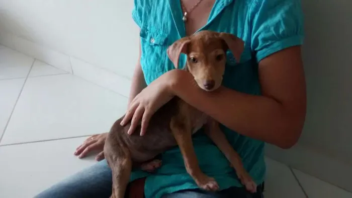 Cachorro raça vira lata idade Abaixo de 2 meses nome Nina