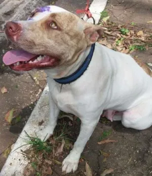 Cachorro raça pit bull idade 2 anos nome pit