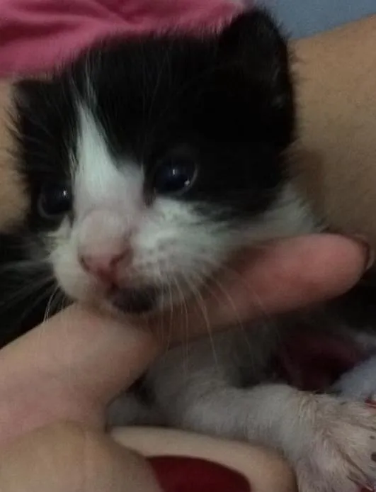 Gato ra a  idade Abaixo de 2 meses nome Sem nome