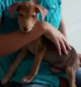 Nina