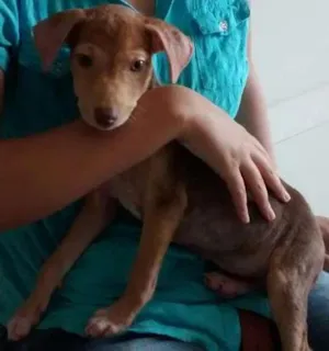 Cachorro raça vira lata idade Abaixo de 2 meses nome Nina