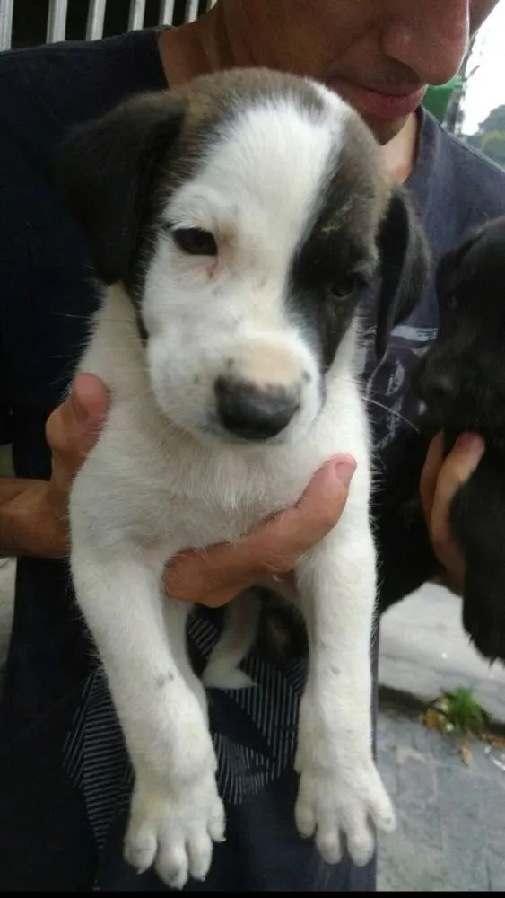 Cachorro ra a srd idade 2 a 6 meses nome mik
