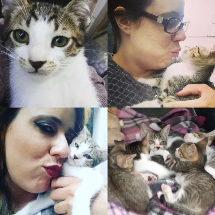 Gato ra a de rua idade 2 a 6 meses nome Diversos