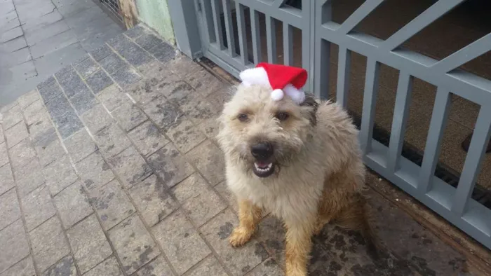 Cachorro ra a SRD idade 7 a 11 meses nome Bob