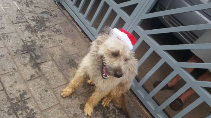 Cachorro ra a SRD idade 7 a 11 meses nome Bob
