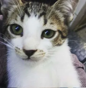 Gato raça de rua idade 2 a 6 meses nome Diversos