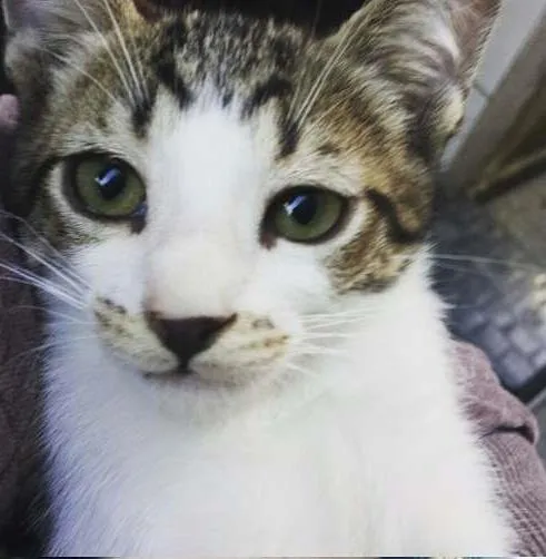 Gato ra a de rua idade 2 a 6 meses nome Diversos