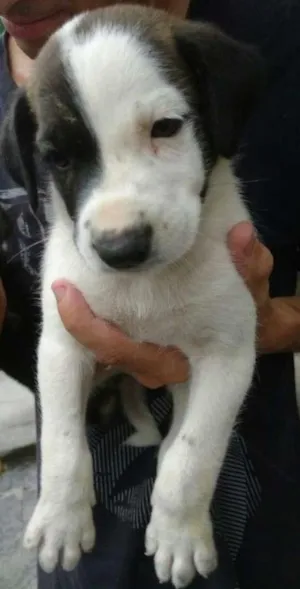 Cachorro raça srd idade 2 a 6 meses nome mik