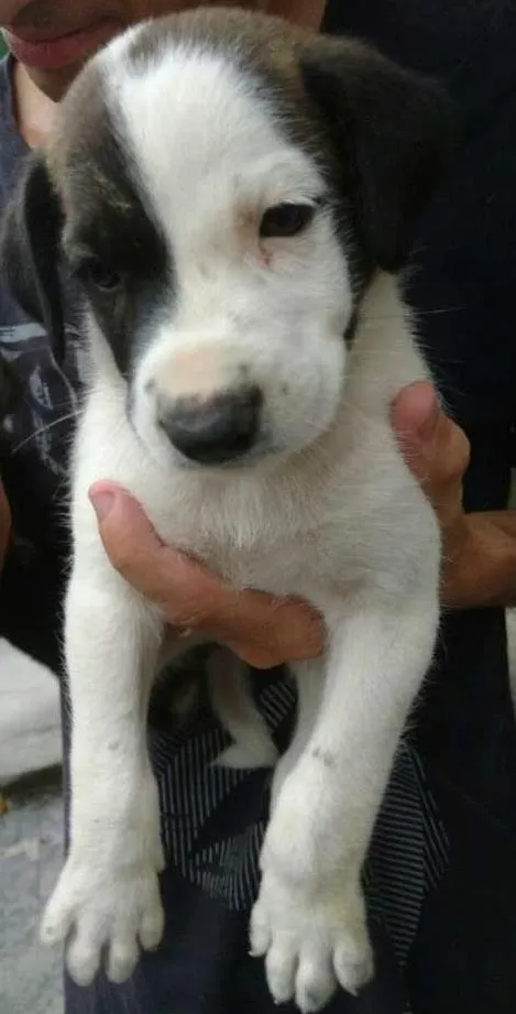 Cachorro ra a srd idade 2 a 6 meses nome mik