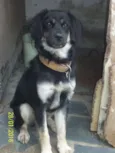 Belinha