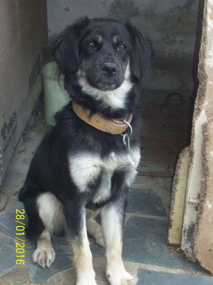 Cachorro raça Mistura idade 1 ano nome Belinha