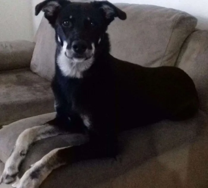 Cachorro ra a Vira lata idade 7 a 11 meses nome Cyndi