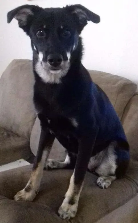 Cachorro ra a Vira lata idade 7 a 11 meses nome Cyndi