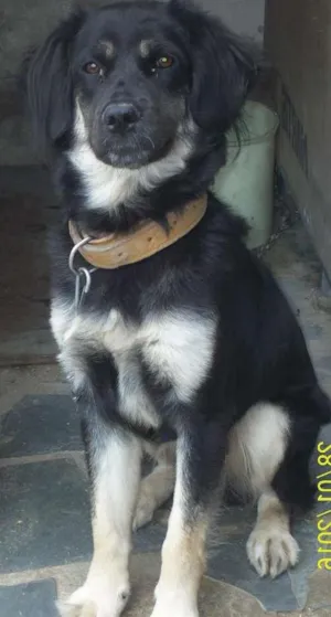 Cachorro raça Mistura idade 1 ano nome Belinha