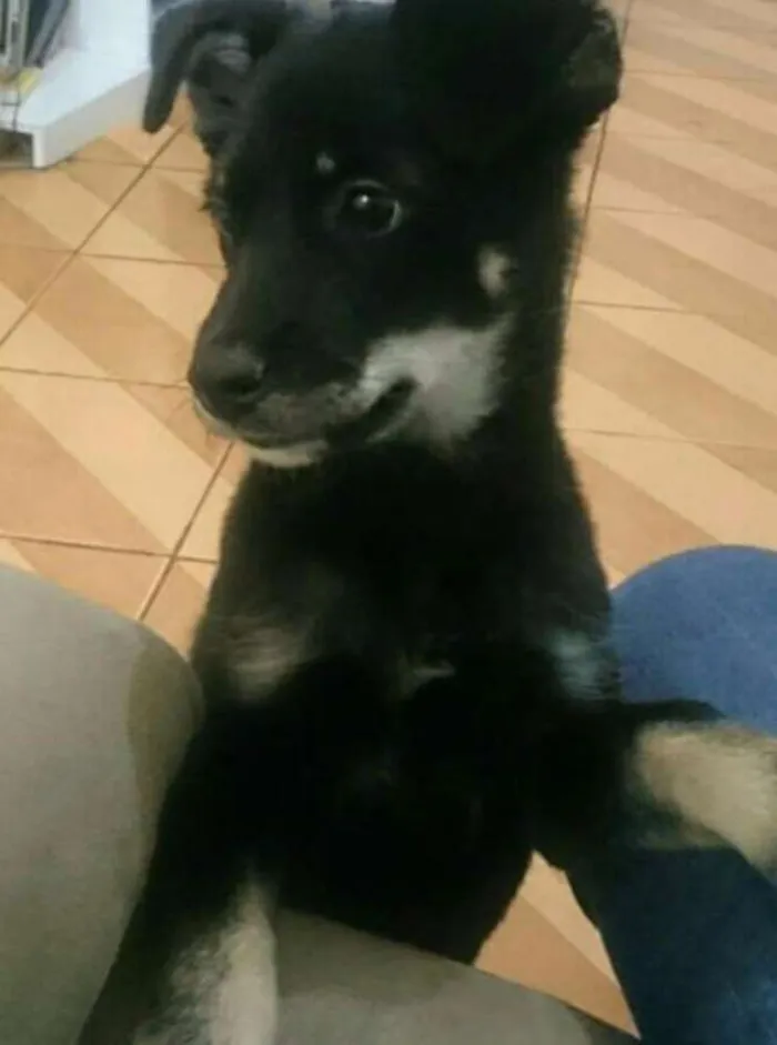 Cachorro ra a Vira lata idade 7 a 11 meses nome Cyndi