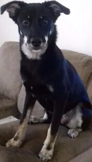 Cachorro raça Vira lata idade 7 a 11 meses nome Cyndi