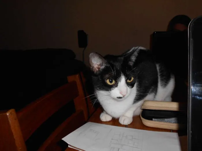 Gato ra a sem raça definida idade 3 anos nome Marrye