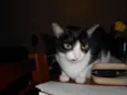 Marrye