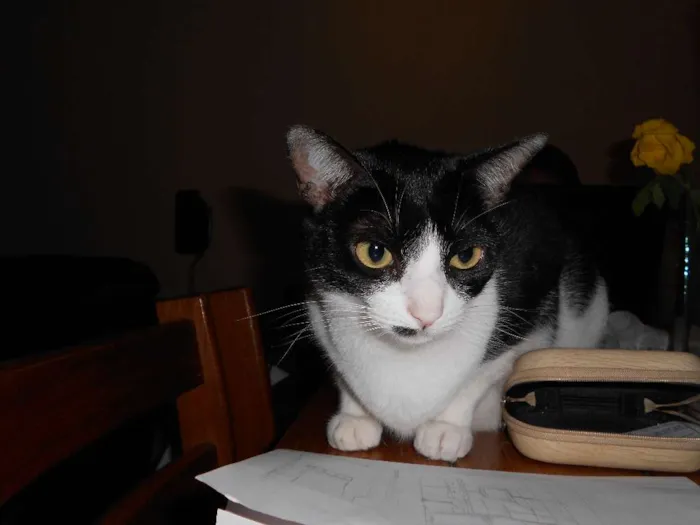 Gato ra a sem raça definida idade 3 anos nome Marrye