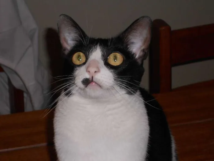 Gato ra a sem raça definida idade 3 anos nome Marrye