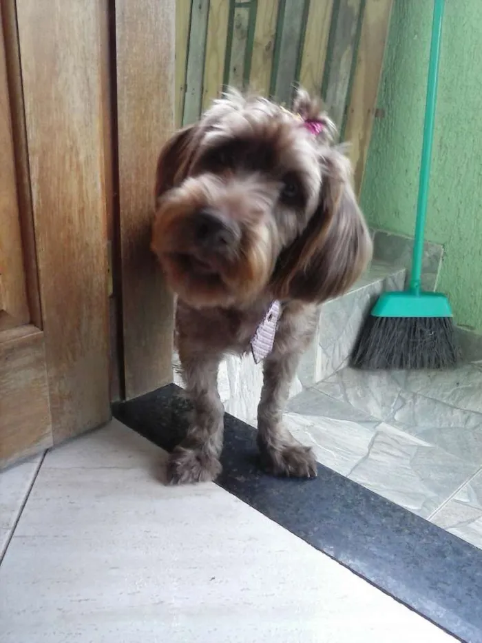Cachorro raça mestiça idade 1 ano nome Becky