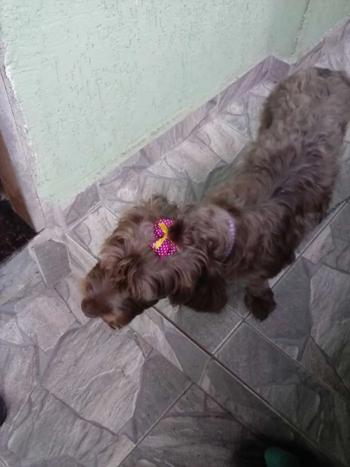 Cachorro raça mestiça idade 1 ano nome Becky